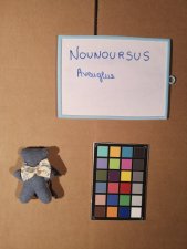 Petit ours aveugle 