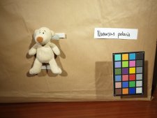 Nounours