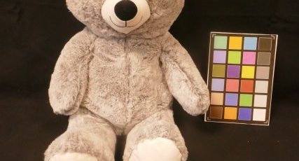 Petit ours gris