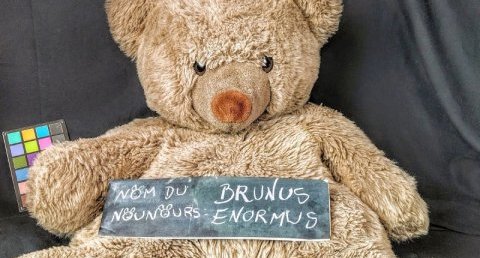 Ours brun