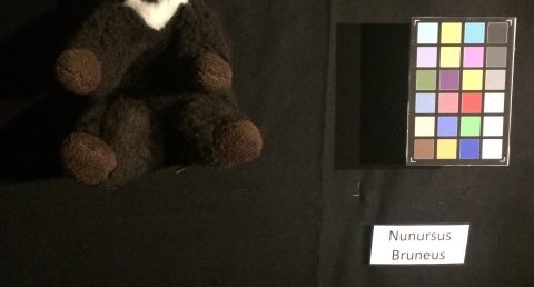 Bruneus