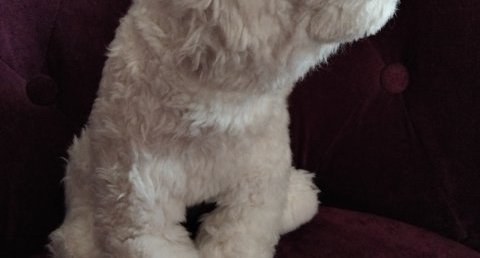 Nanuq
