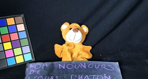 Nounours chaton