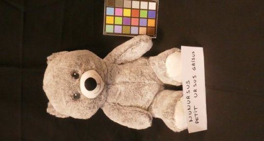 Petit ours gris