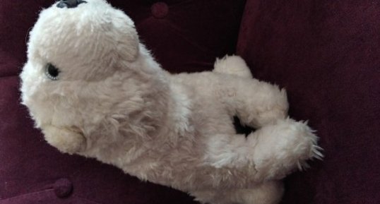 Nanuq
