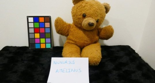 Nounours