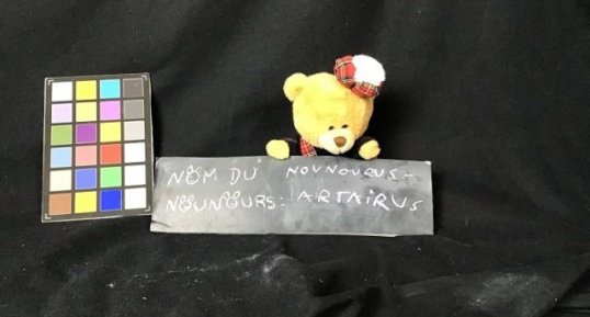 Nounours Artairus