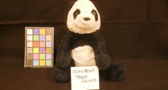 Panda câlin