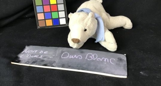 Ours blanc